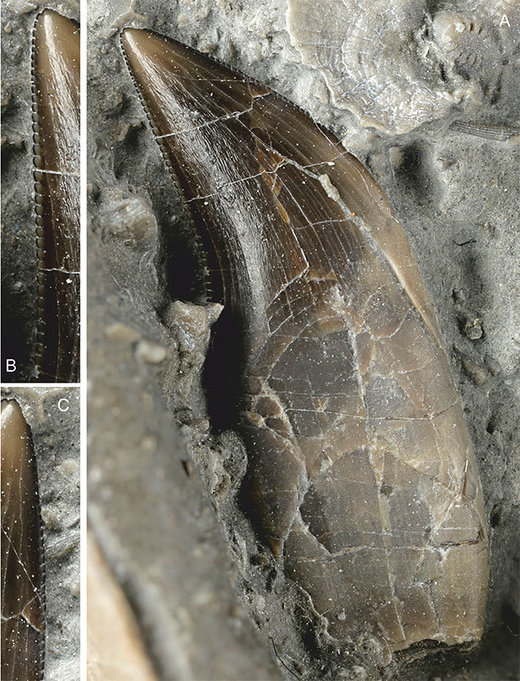 Saurierzahn,Zahn des Dracoraptor 