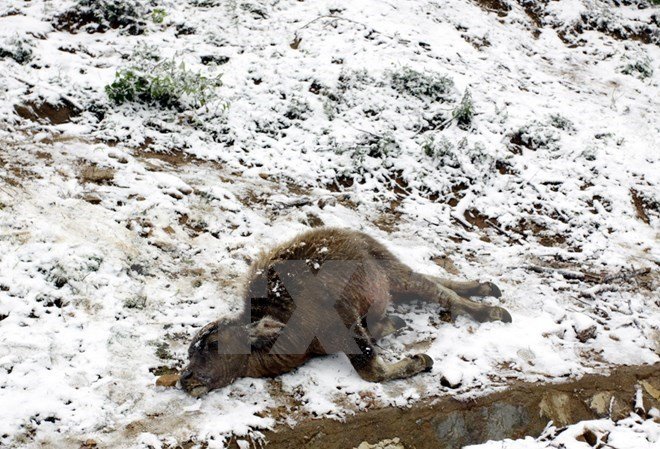 A buffalo is found dead due to the chill in Lao Cai Province