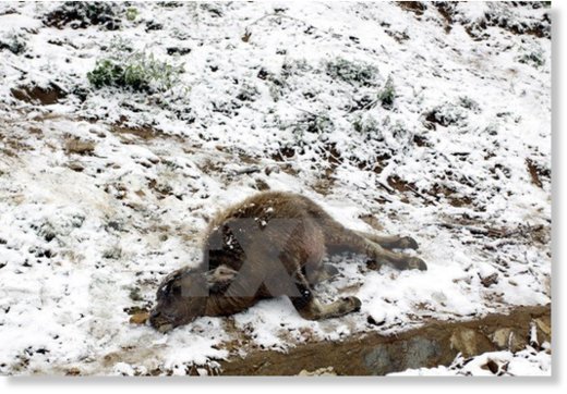 A buffalo is found dead due to the chill in Lao Cai Province