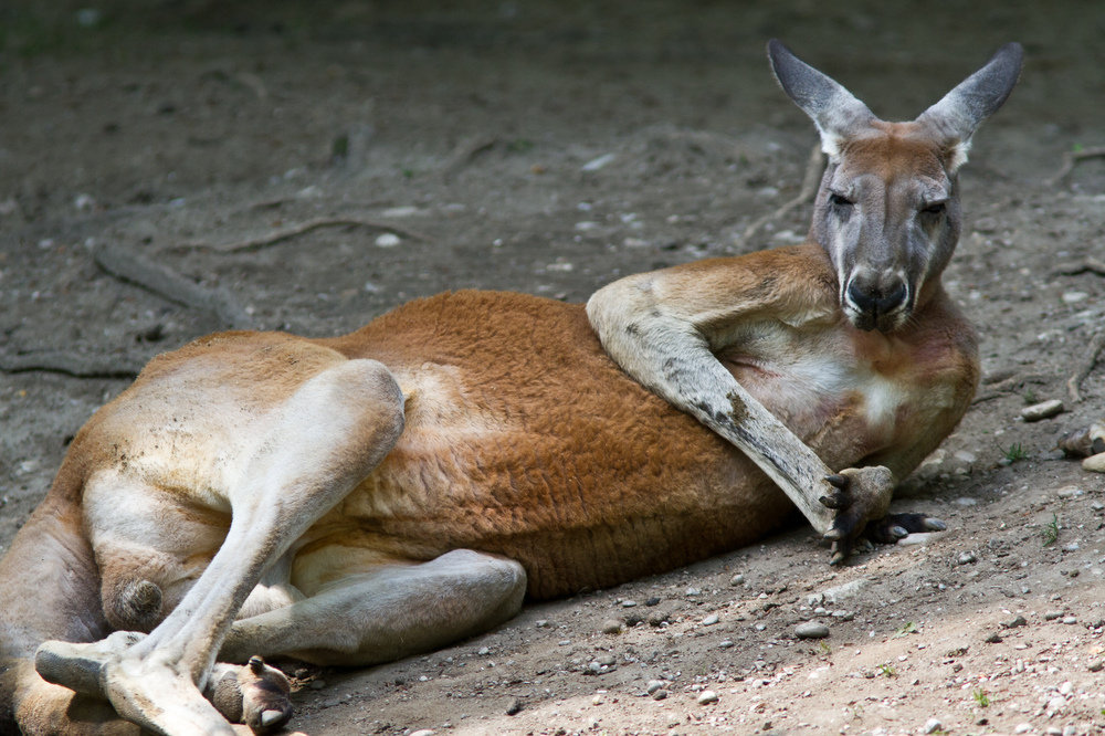 känguru