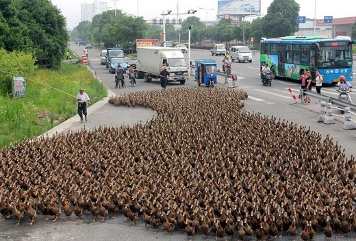 ducks