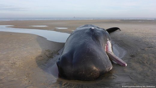 whale stranded 