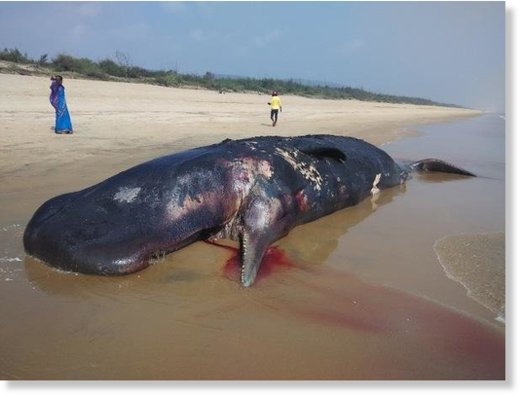 The body of the sperm whale