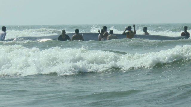 Volunteers of Sahyadri Nisarg Mitra and forest officials rescuing the stranded blue whale on Dapoli beach in Ratnagiri district. 