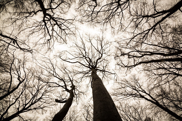 Trees