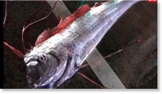 Oarfish