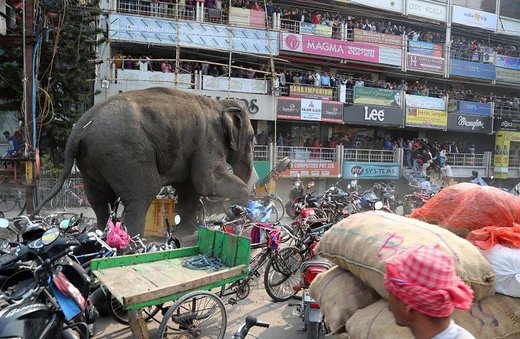 elefant indien