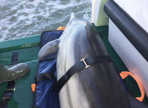 Delfin Amrum gerettet