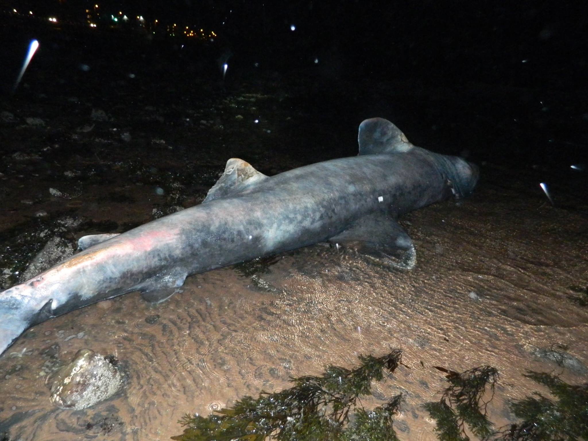 Dead 15ft basking shark washes up in Scotland