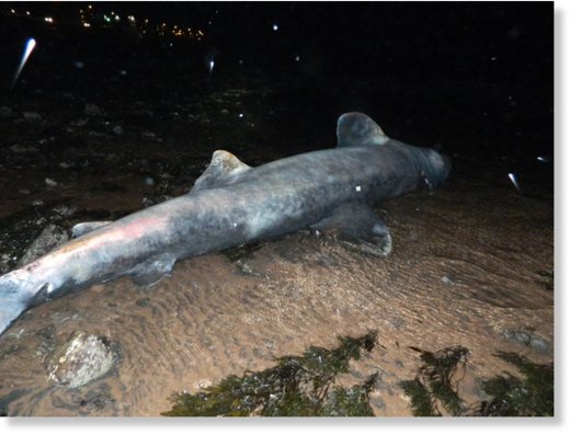 Dead 15ft basking shark washes up in Scotland