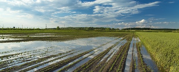 Flooded field