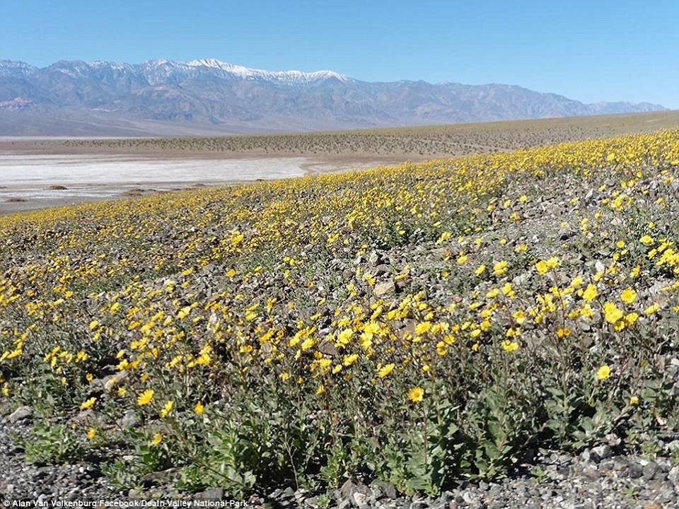 blühendes Death Valley