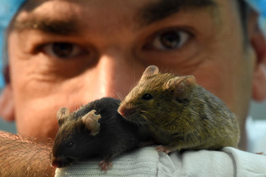 Mäuse und Menschen, Maus Studie Paleo Ernährung