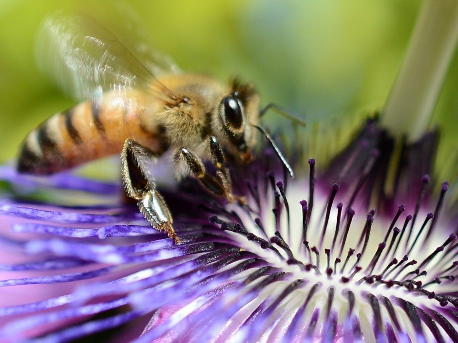 A bee collects nectar from a flower on April 24, 2012 in Los Angeles, California.  