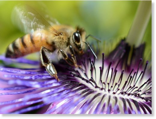 A bee collects nectar from a flower on April 24, 2012 in Los Angeles, California.  