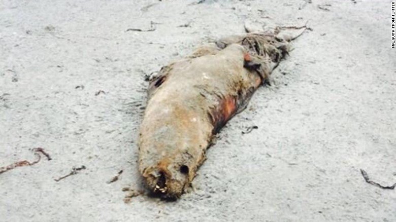 Dead sea lion 