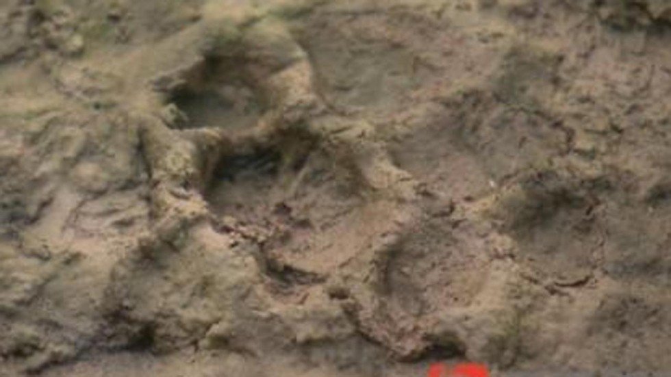 webbed four-toed footprint