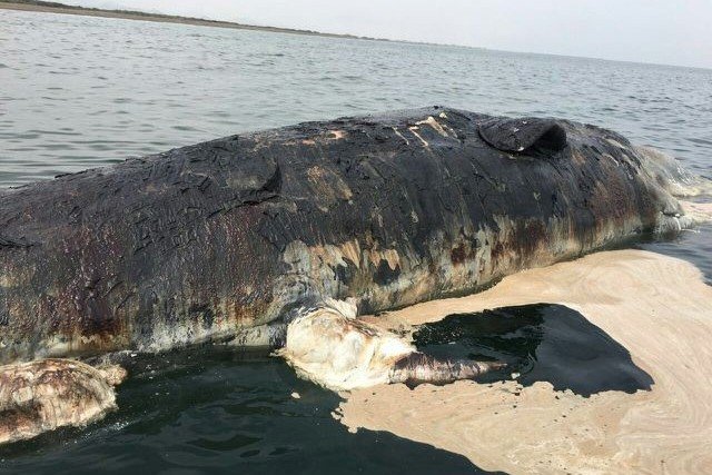 The remains of a decomposing whale 