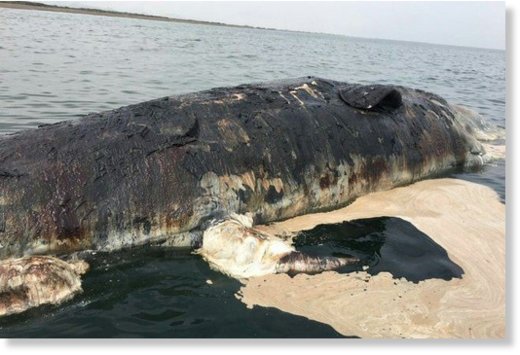 The remains of a decomposing whale 