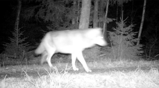 Wild wolf in Sweden