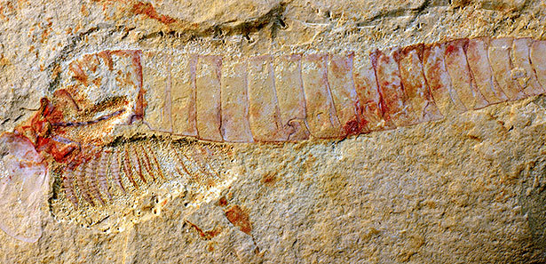fossil
