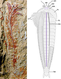 fossil