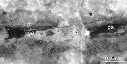 Fossil microskope