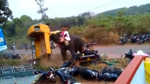 elephant amok indien