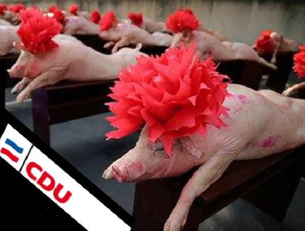 dead pig