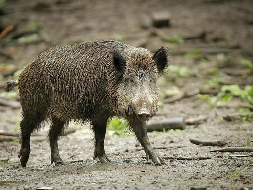 wildschwein
