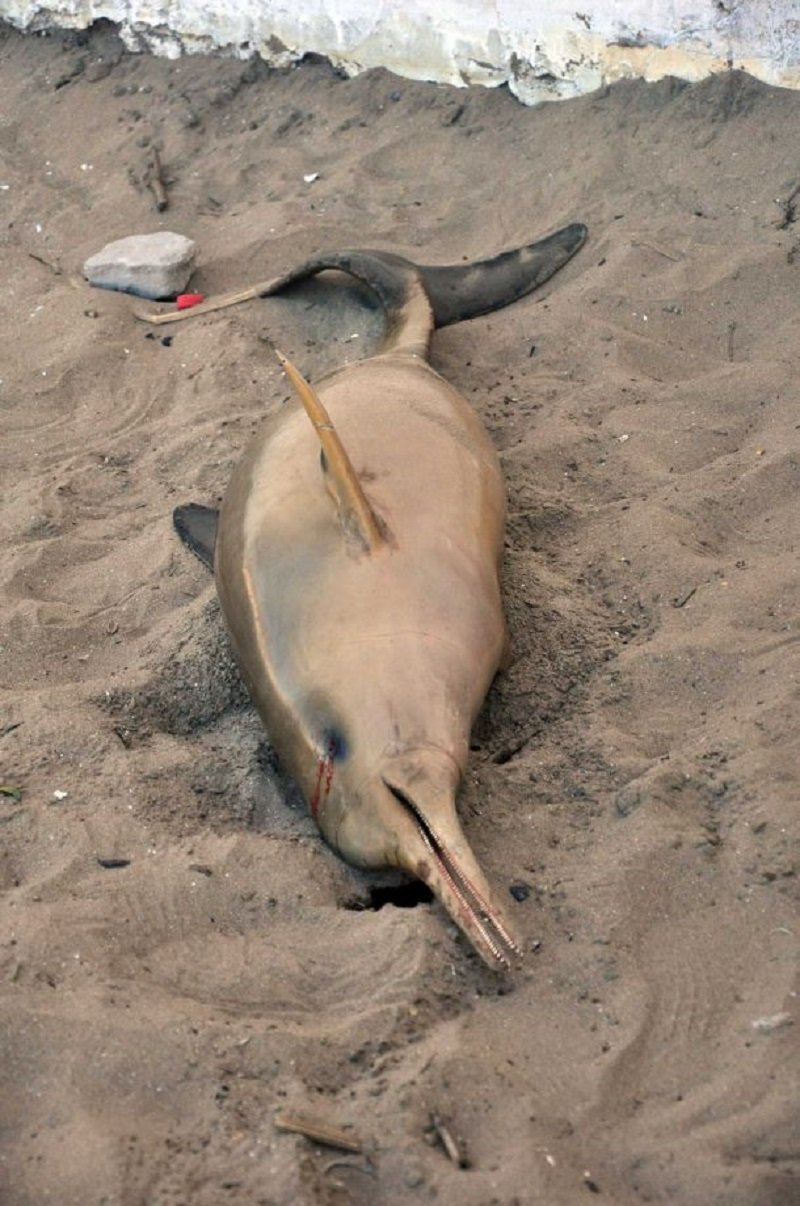 Dead Dolphin