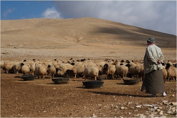 Syrien Dürre,Syrien Schafherde