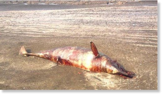  A 10-foot-long dolphin was found on Wednesday morning at Bhuigaon beach in Vasai. 