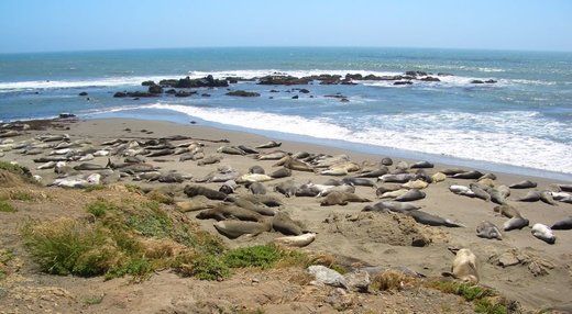Seelöwen am strand Kalifornien