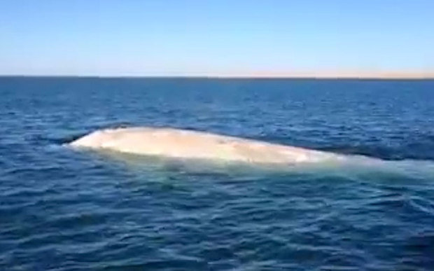 Albino whale