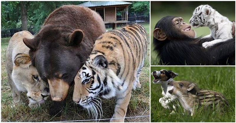 tierfreundschaft,löwe bär tiger beste freunde,tierfreundschaften