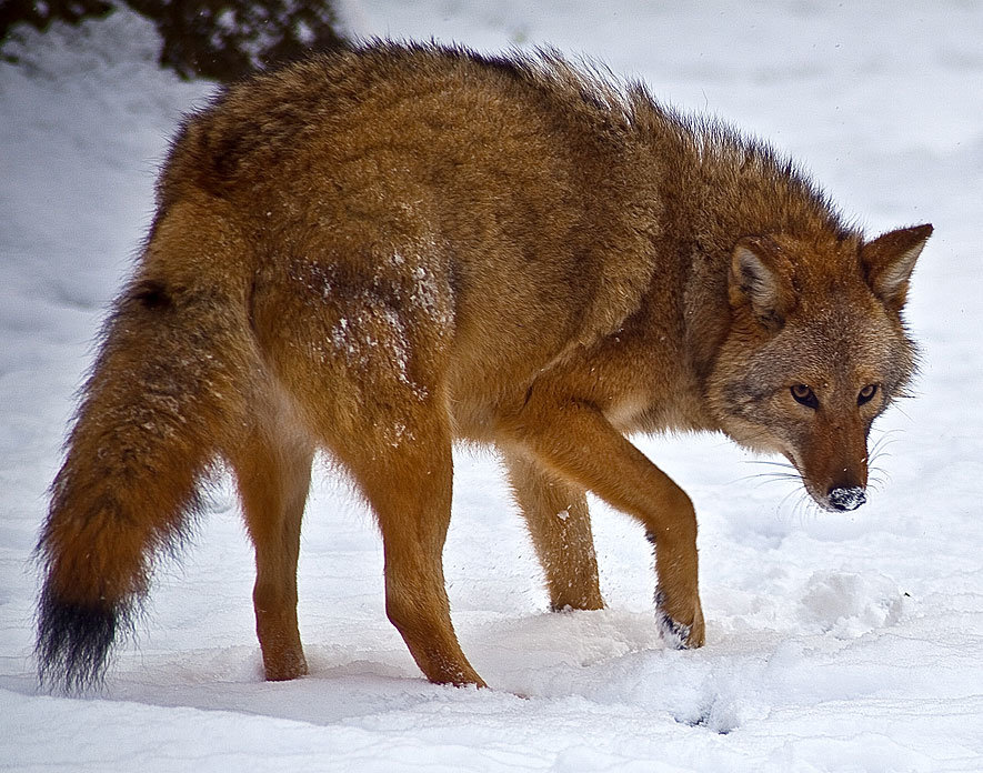 Coywolf, Hybrid Coyote Wolf Hund