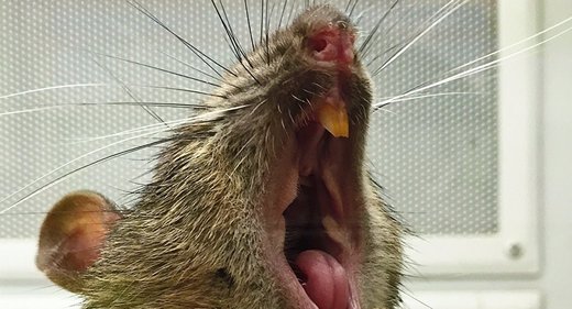 Riesenratte