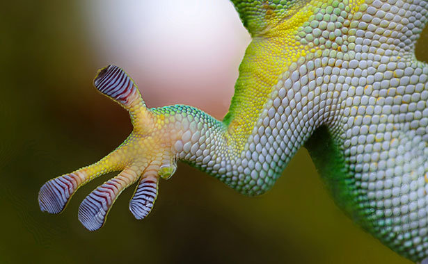 Gecko, Van-der-Waals-Kraft
