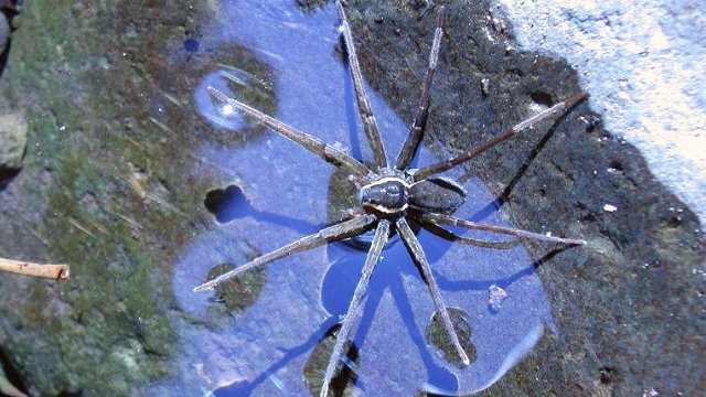 brian die surfende spinne