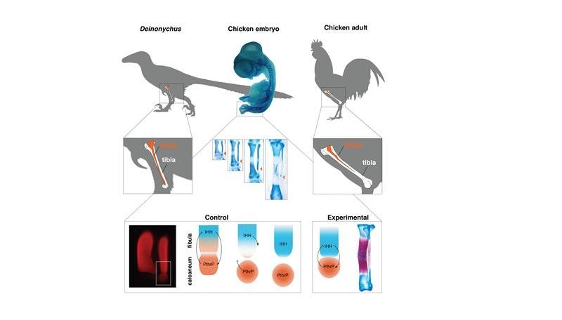huhn mit dinosaurierbeinen