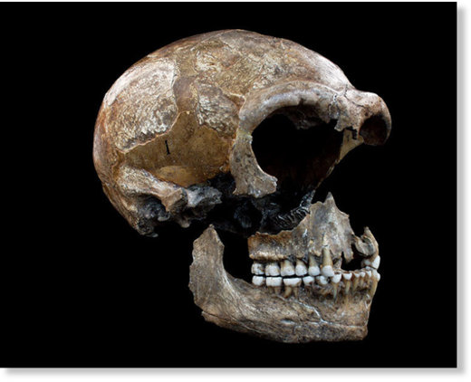 Das Kollagen aus den Knochen der Neandertaler gibt Auskunft über deren Ernährungsweise. diet Neandertal 