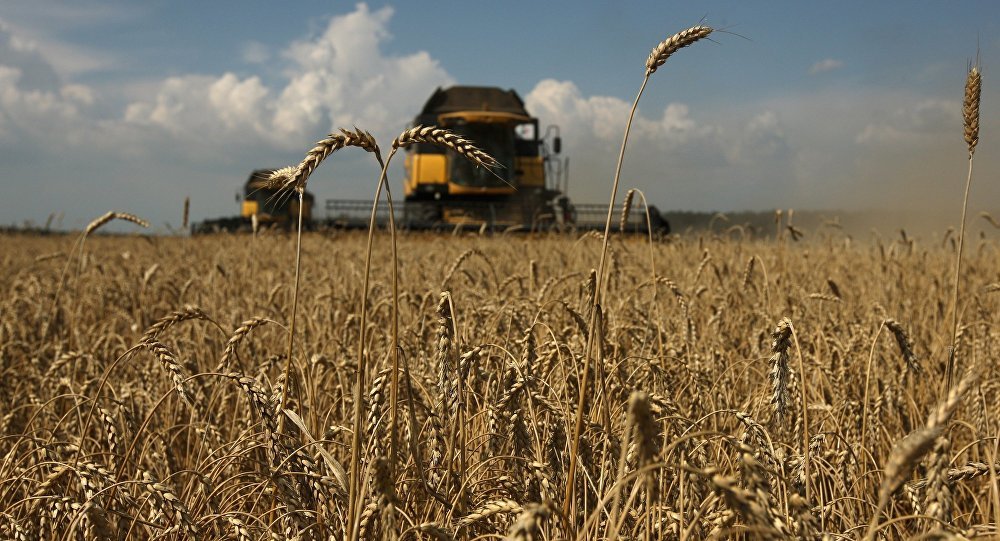 weizen,ernte,landwirtschaft