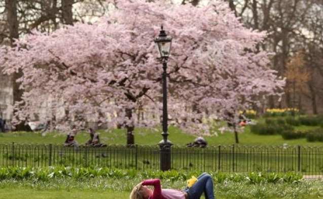 blühender Pflaumenbaum,blühender Baum,Erdung