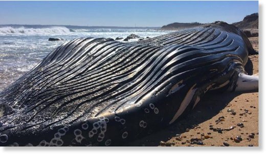 Young humpback whale washes up dead on Block Island 