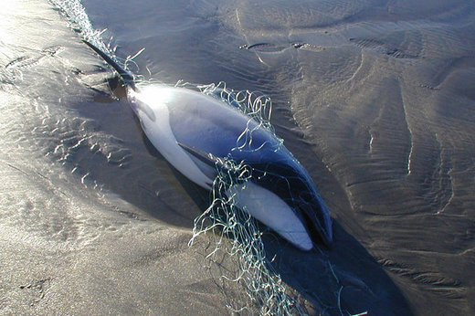 verendeter Delfin