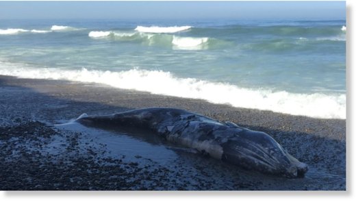 A gray whale washed ashore at Torey Pines State Beach Thursday morning. 