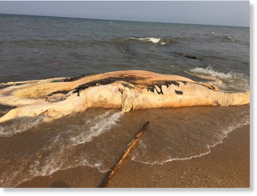 The dead whale on the coast of Quang Binh.