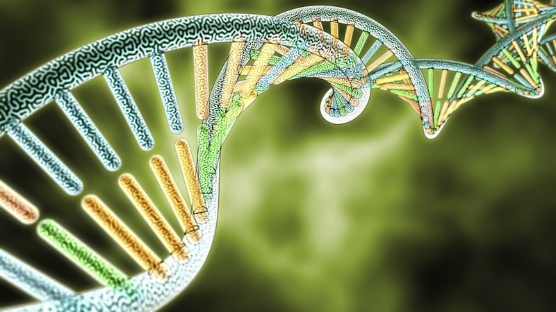 DNA,DNS Strang