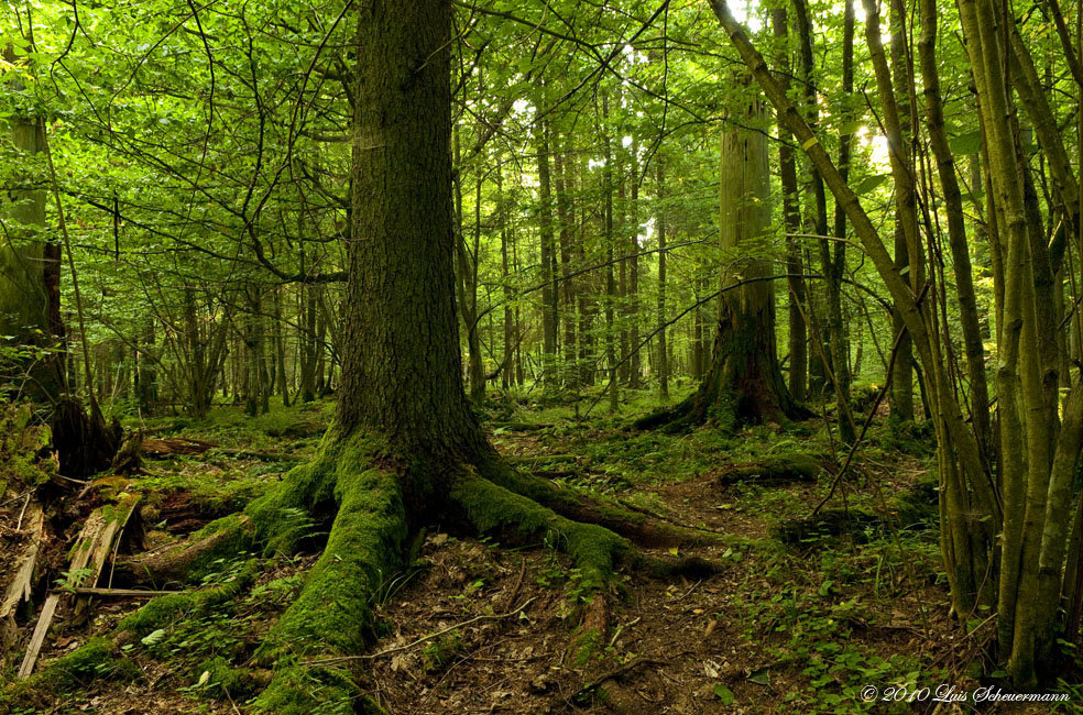 Urwald Polen